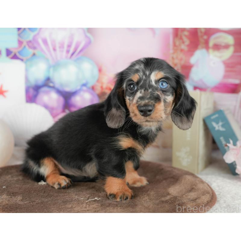 販売中の千葉県のミニチュアダックスフンド(ロングヘアード)-451305の9枚目