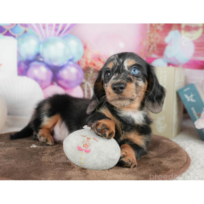 販売中の千葉県のミニチュアダックスフンド(ロングヘアード)-451305の8枚目