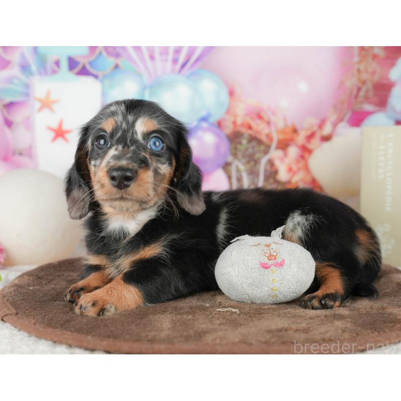 販売中の千葉県のミニチュアダックスフンド(ロングヘアード)-451305の7枚目