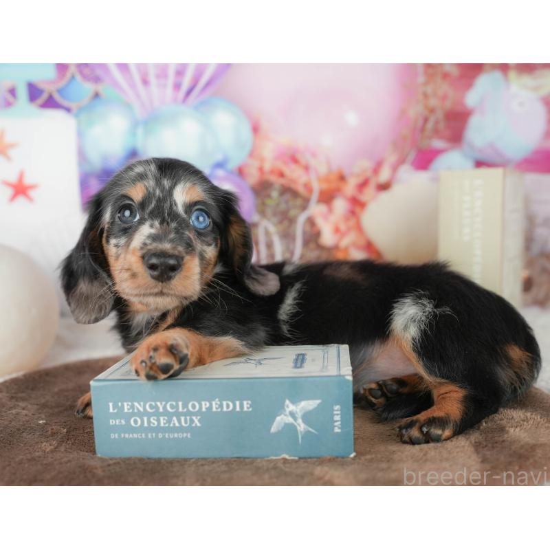 販売中の千葉県のミニチュアダックスフンド(ロングヘアード)-451305の5枚目