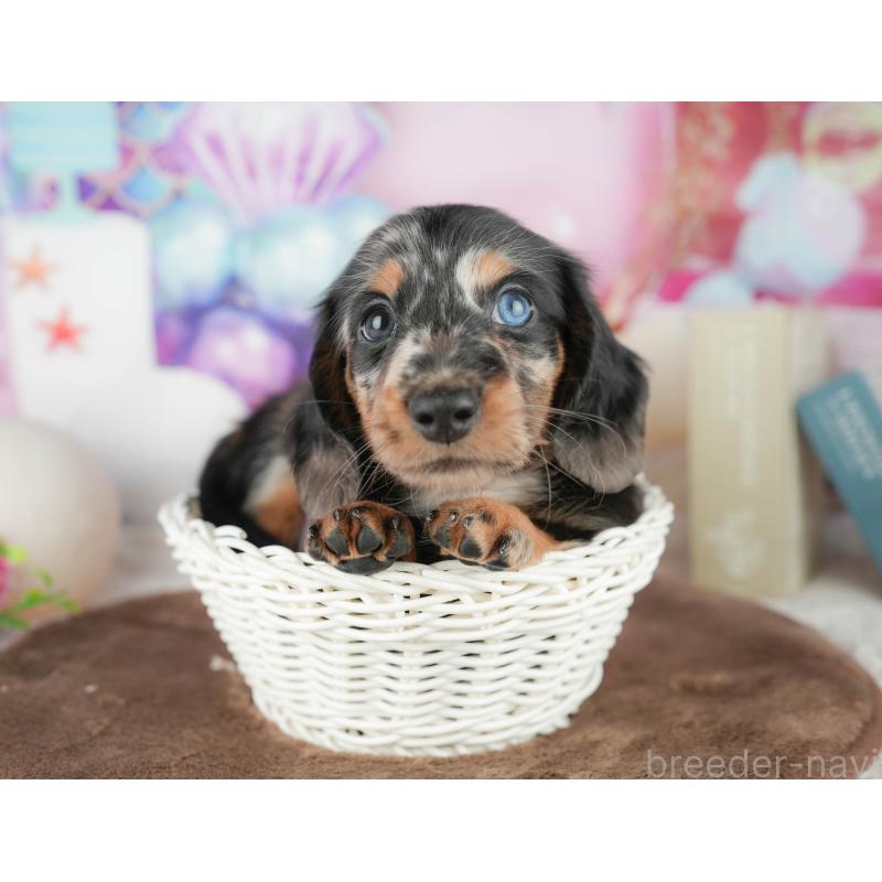 販売中の千葉県のミニチュアダックスフンド(ロングヘアード)-451305の4枚目