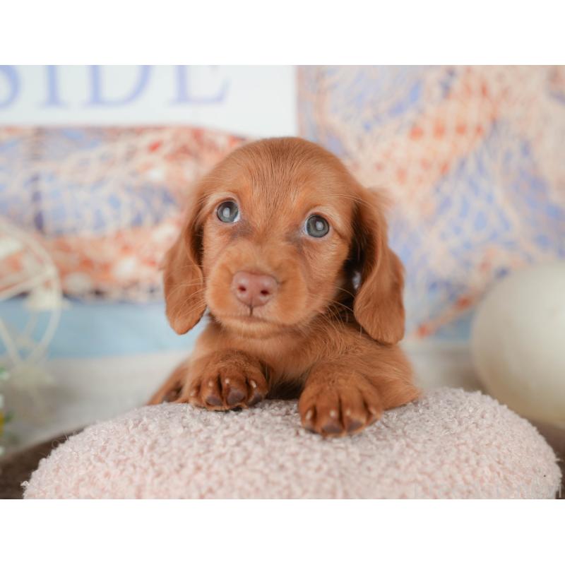 販売中の千葉県のミニチュアダックスフンド(ロングヘアード)-451303