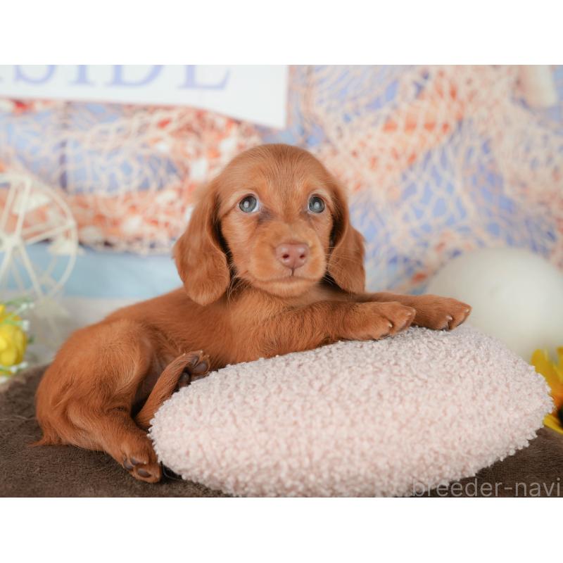 販売中の千葉県のミニチュアダックスフンド(ロングヘアード)-451303の9枚目