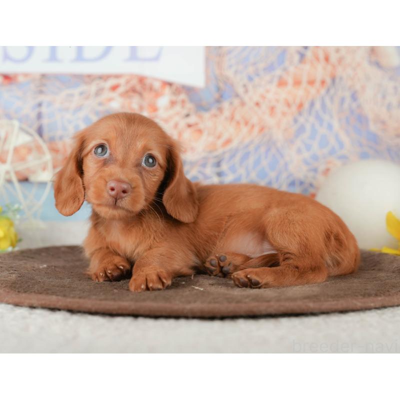 販売中の千葉県のミニチュアダックスフンド(ロングヘアード)-451303の7枚目