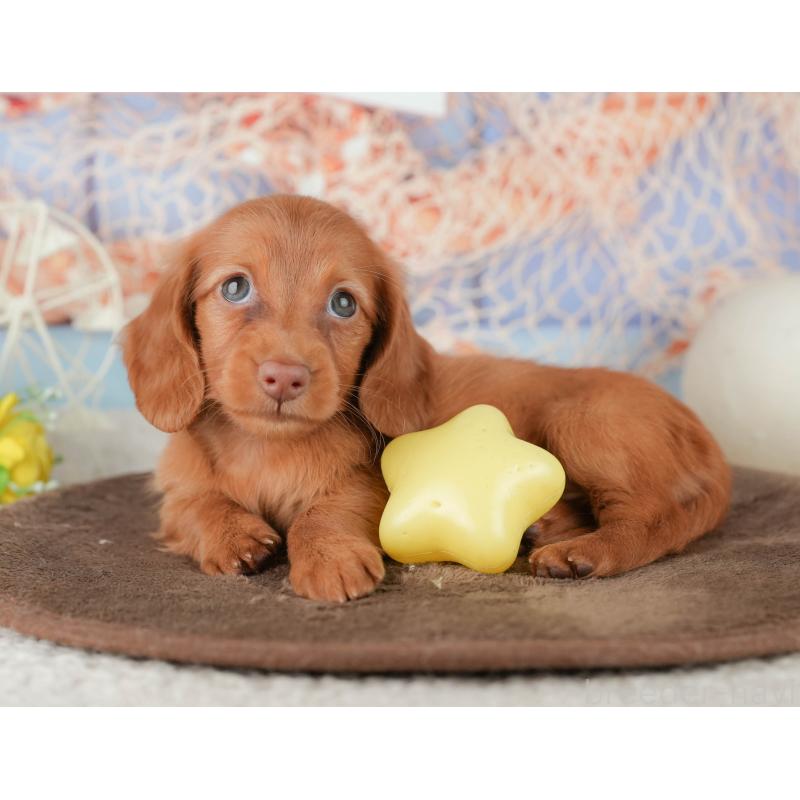 販売中の千葉県のミニチュアダックスフンド(ロングヘアード)-451303の6枚目