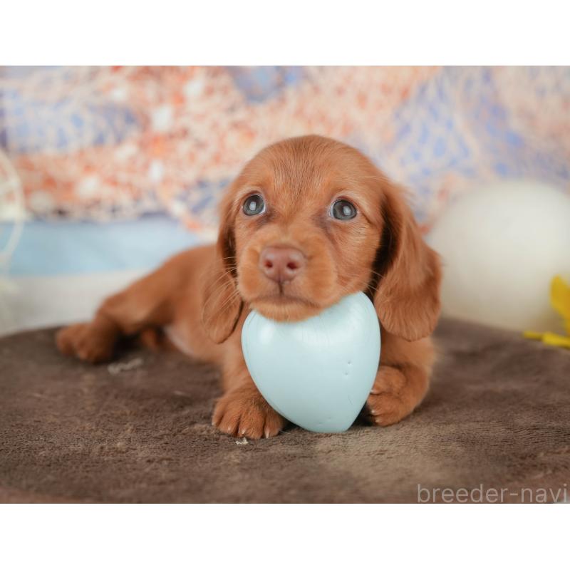販売中の千葉県のミニチュアダックスフンド(ロングヘアード)-451303の5枚目