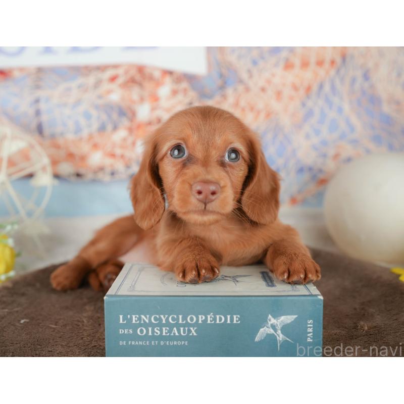 販売中の千葉県のミニチュアダックスフンド(ロングヘアード)-451303の4枚目