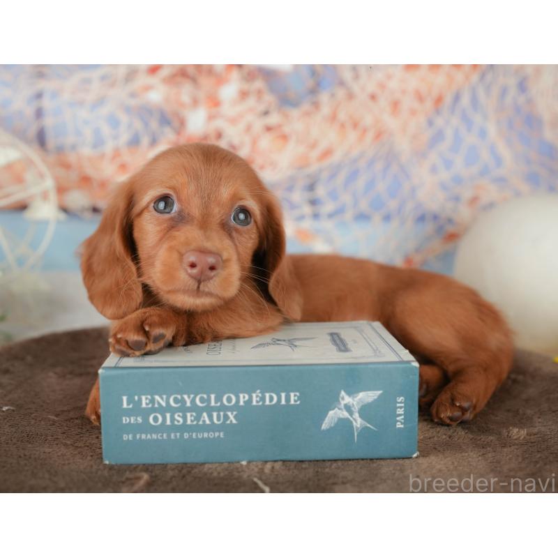 販売中の千葉県のミニチュアダックスフンド(ロングヘアード)-451303の3枚目