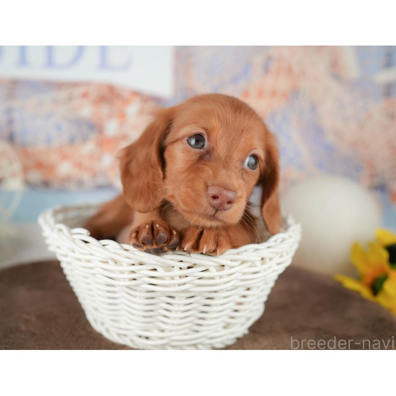 販売中の千葉県のミニチュアダックスフンド(ロングヘアード)-451303の2枚目