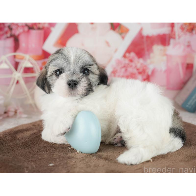 販売中の千葉県のマルシーズー:マルチーズ×シーズー-451302の11枚目