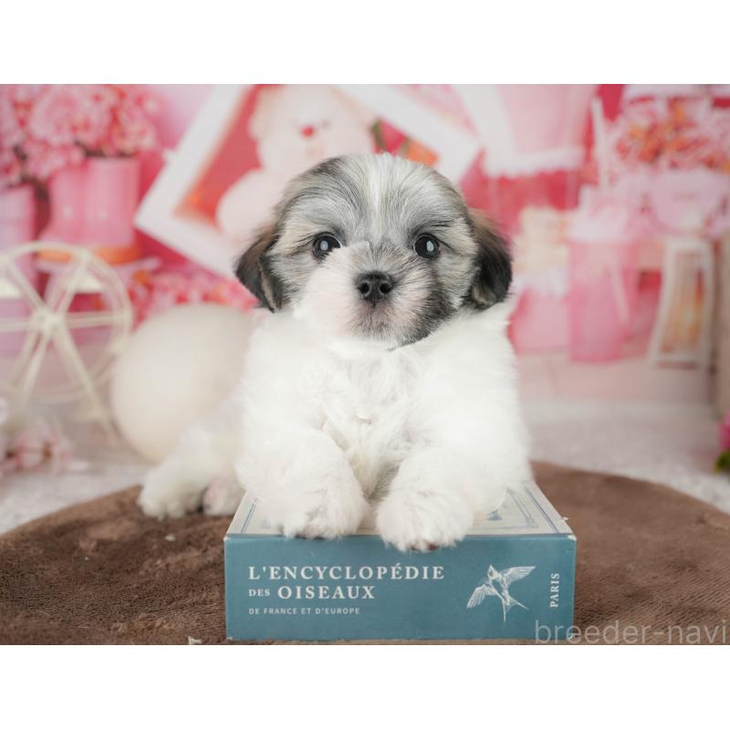 販売中の千葉県のマルシーズー:マルチーズ×シーズー-451302の6枚目