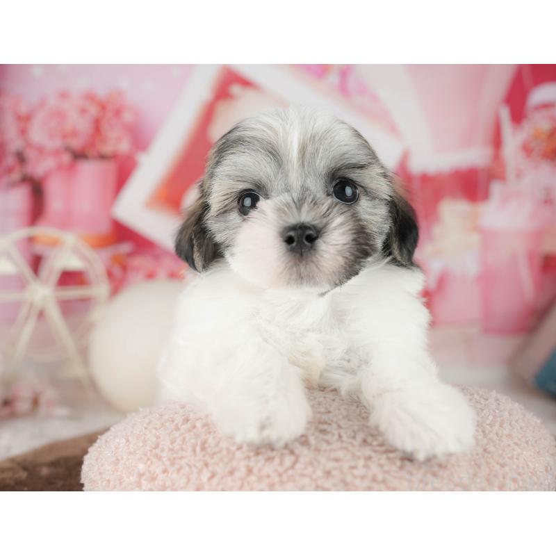 販売中の千葉県のマルシーズー:マルチーズ×シーズー-451302の4枚目