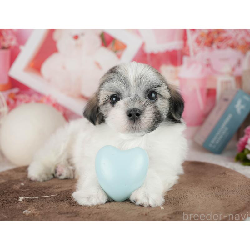 販売中の千葉県のマルシーズー:マルチーズ×シーズー-451302の2枚目