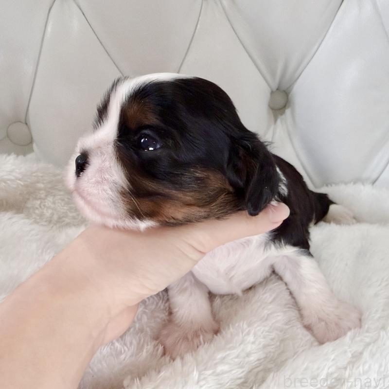 販売中の福岡県のキャバリアキングチャールズスパニエル-451027の9枚目