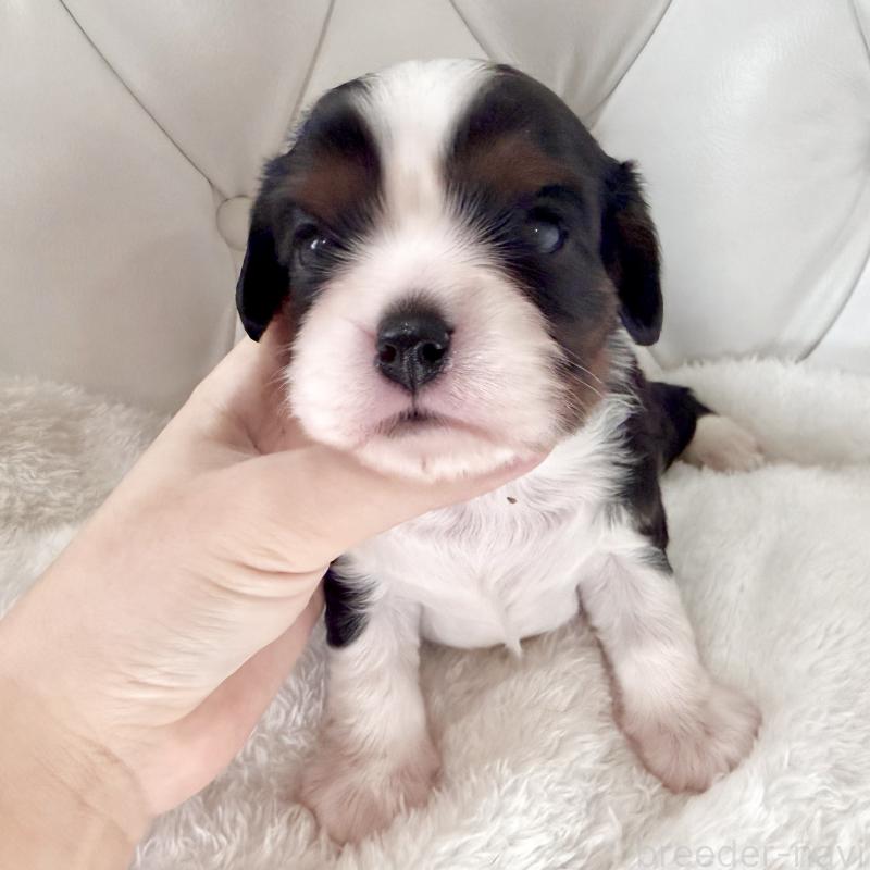 販売中の福岡県のキャバリアキングチャールズスパニエル-451027の8枚目