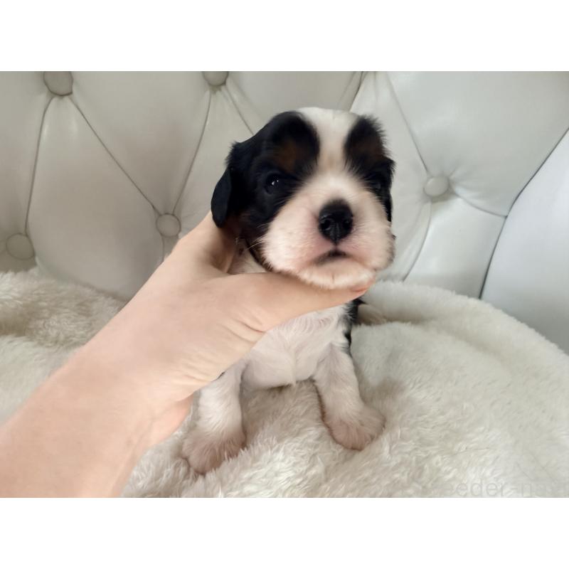 販売中の福岡県のキャバリアキングチャールズスパニエル-451027の7枚目