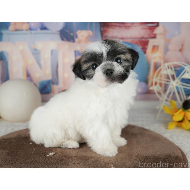 販売中の千葉県のマルシーズー:マルチーズ×シーズー-451286の13枚目