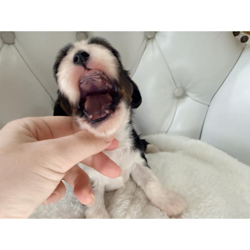 販売中の福岡県のキャバリアキングチャールズスパニエル-451027の6枚目