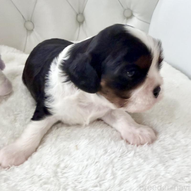 販売中の福岡県のキャバリアキングチャールズスパニエル-451027の5枚目