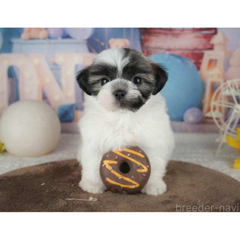 販売中の千葉県のマルシーズー:マルチーズ×シーズー-451286の11枚目