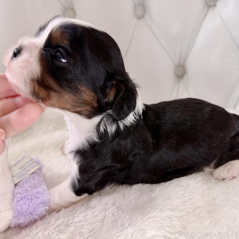 販売中の福岡県のキャバリアキングチャールズスパニエル-451027の4枚目