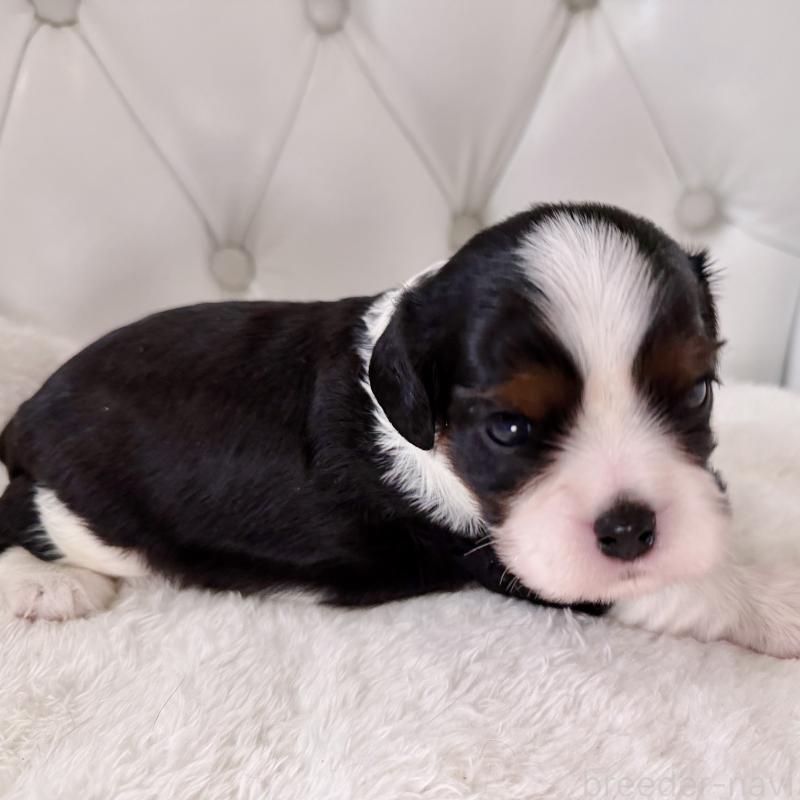 販売中の福岡県のキャバリアキングチャールズスパニエル-451027の3枚目