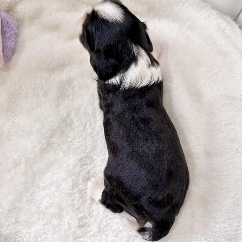 販売中の福岡県のキャバリアキングチャールズスパニエル-451027の2枚目