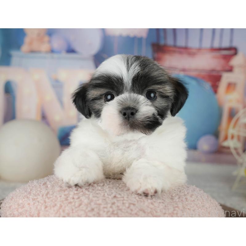 販売中の千葉県のマルシーズー:マルチーズ×シーズー-451286の9枚目