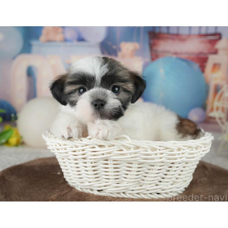 販売中の千葉県のマルシーズー:マルチーズ×シーズー-451286の8枚目