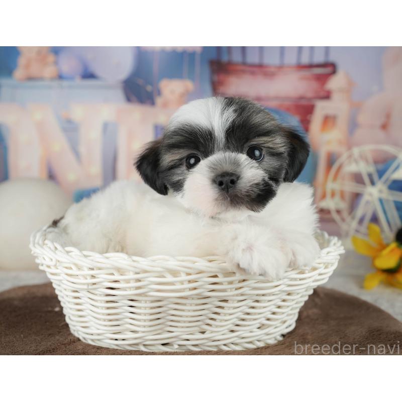 販売中の千葉県のマルシーズー:マルチーズ×シーズー-451286の7枚目