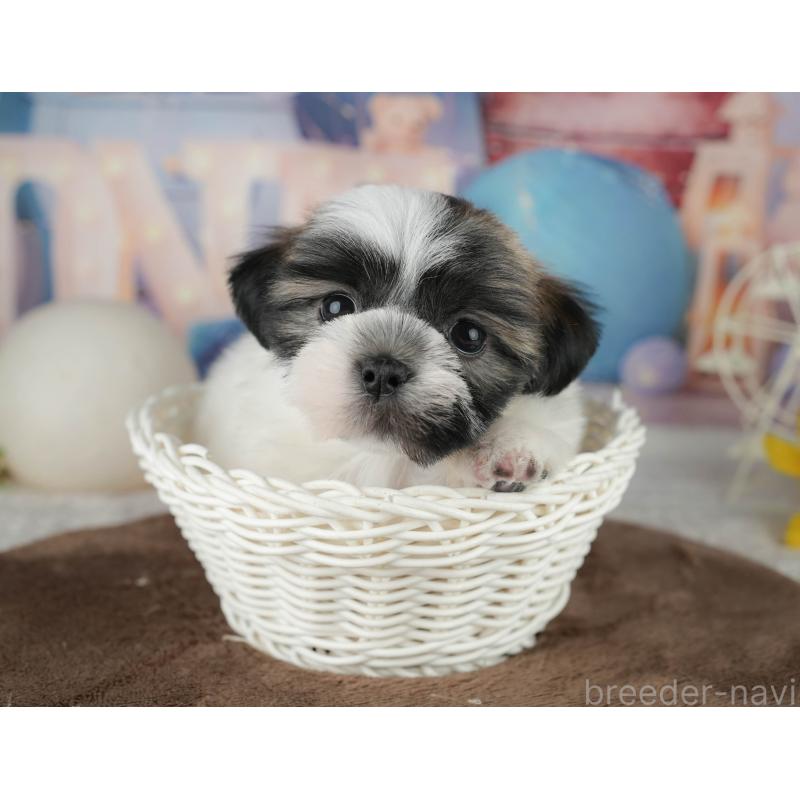 販売中の千葉県のマルシーズー:マルチーズ×シーズー-451286の3枚目