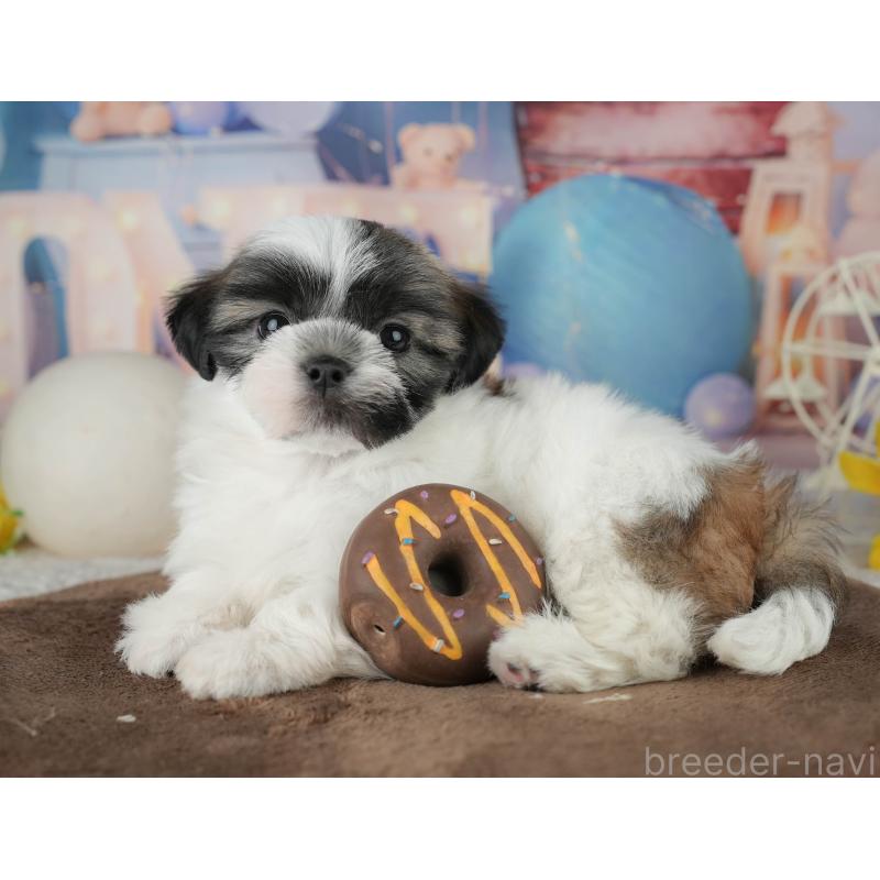 販売中の千葉県のマルシーズー:マルチーズ×シーズー-451286の2枚目