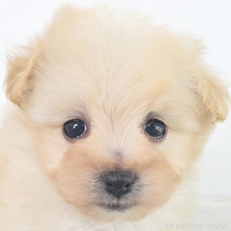 販売中の茨城県のマルプー:マルチーズ×トイプードル-451028