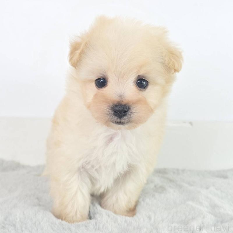 販売中の茨城県のマルプー:マルチーズ×トイプードル-451028の6枚目