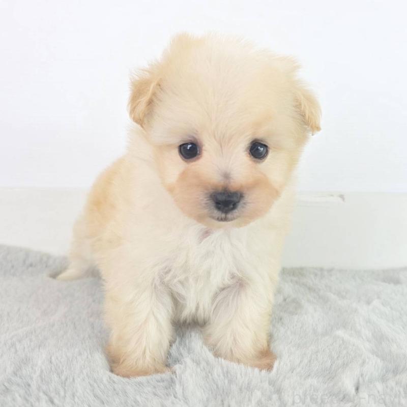 販売中の茨城県のマルプー:マルチーズ×トイプードル-451028の5枚目