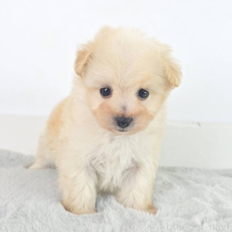 販売中の茨城県のマルプー:マルチーズ×トイプードル-451028の4枚目