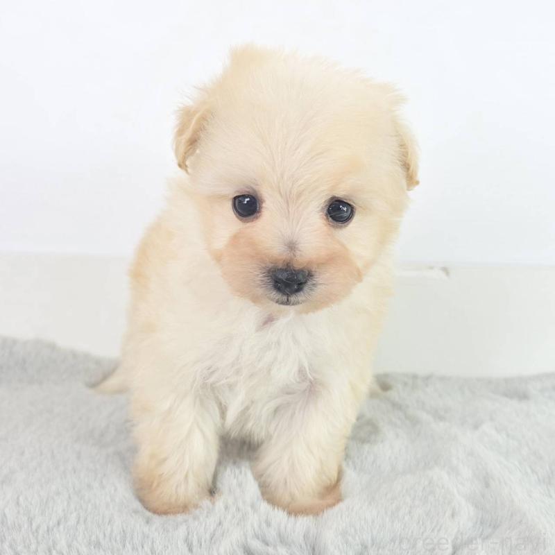 販売中の茨城県のマルプー:マルチーズ×トイプードル-451028の2枚目