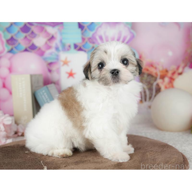 販売中の千葉県のマルシーズー:マルチーズ×シーズー-451284の11枚目