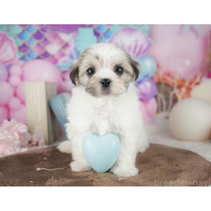 販売中の千葉県のマルシーズー:マルチーズ×シーズー-451284の10枚目