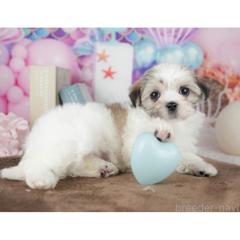 販売中の千葉県のマルシーズー:マルチーズ×シーズー-451284の9枚目