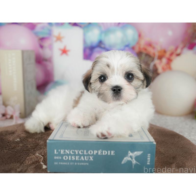 販売中の千葉県のマルシーズー:マルチーズ×シーズー-451284の8枚目