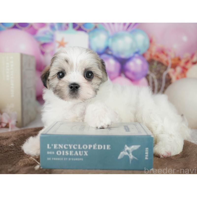 販売中の千葉県のマルシーズー:マルチーズ×シーズー-451284の7枚目