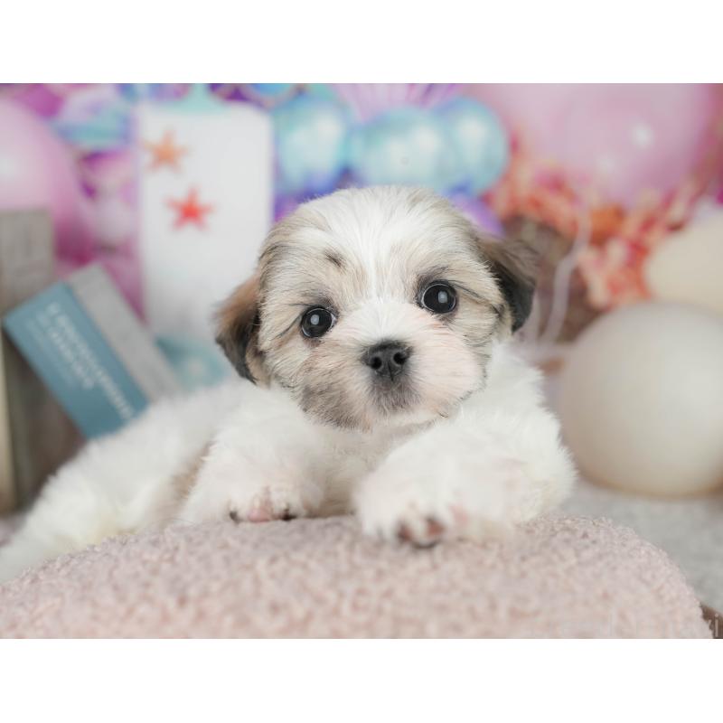 販売中の千葉県のマルシーズー:マルチーズ×シーズー-451284の6枚目