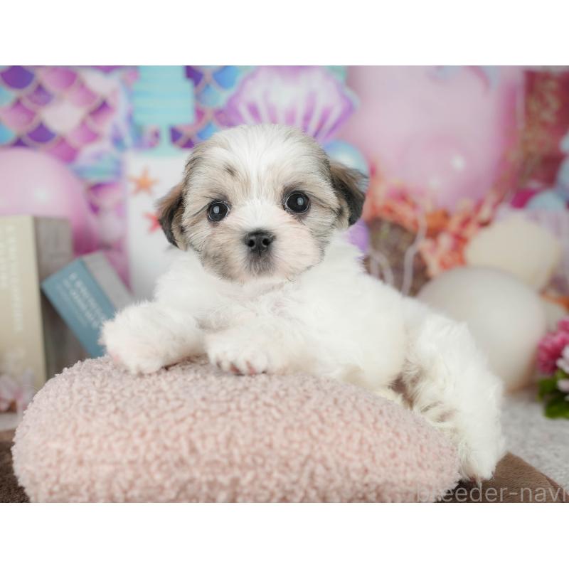 販売中の千葉県のマルシーズー:マルチーズ×シーズー-451284の5枚目