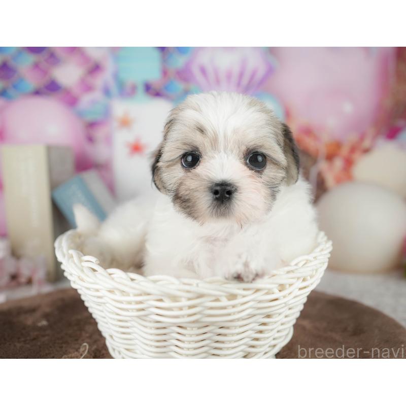 販売中の千葉県のマルシーズー:マルチーズ×シーズー-451284の3枚目