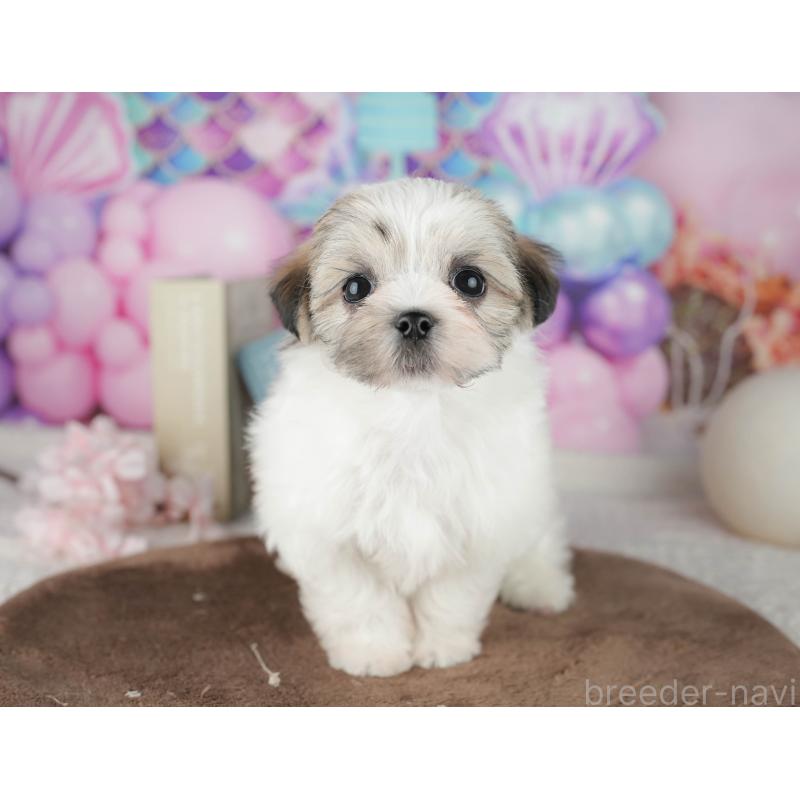 販売中の千葉県のマルシーズー:マルチーズ×シーズー-451284の2枚目