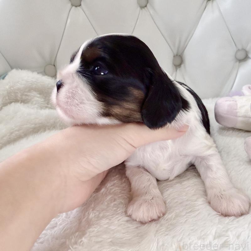 販売中の福岡県のキャバリアキングチャールズスパニエル-451029の9枚目