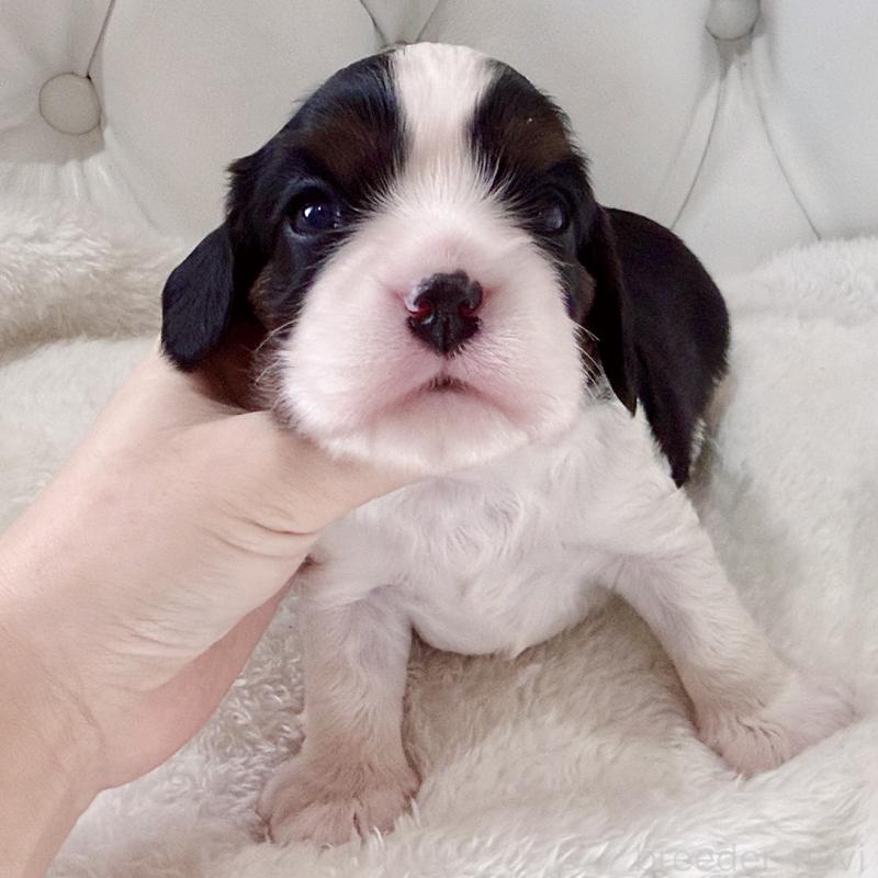 販売中の福岡県のキャバリアキングチャールズスパニエル-451029の8枚目