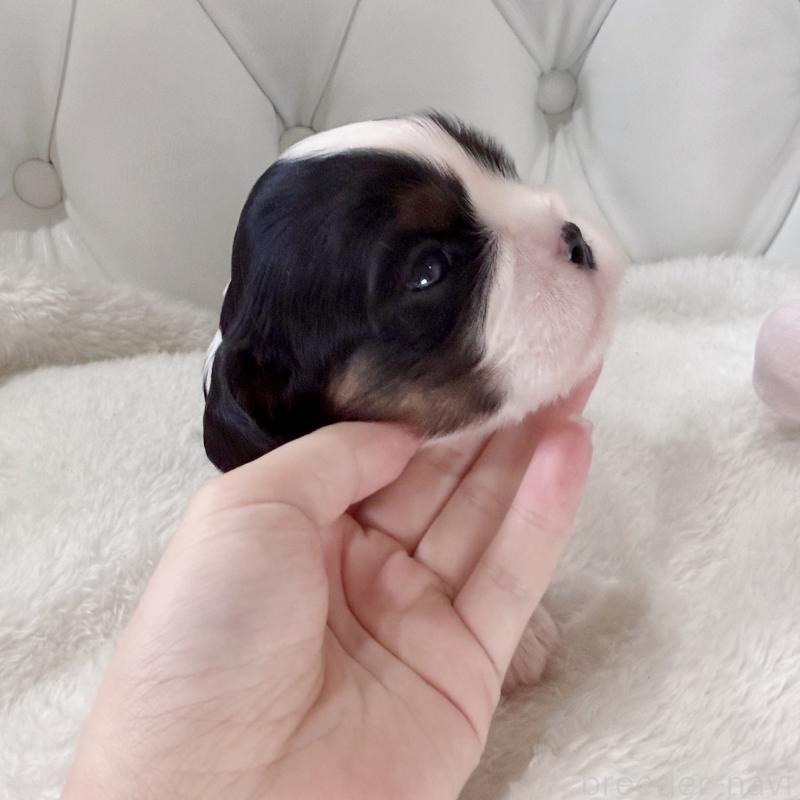 販売中の福岡県のキャバリアキングチャールズスパニエル-451029の7枚目