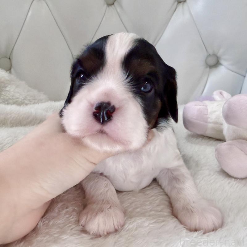 販売中の福岡県のキャバリアキングチャールズスパニエル-451029の6枚目